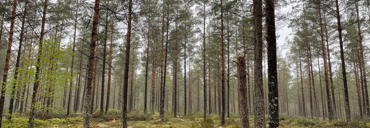 Utförd andra gallring tall.