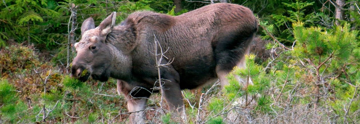 Älg äter tallplanta. 