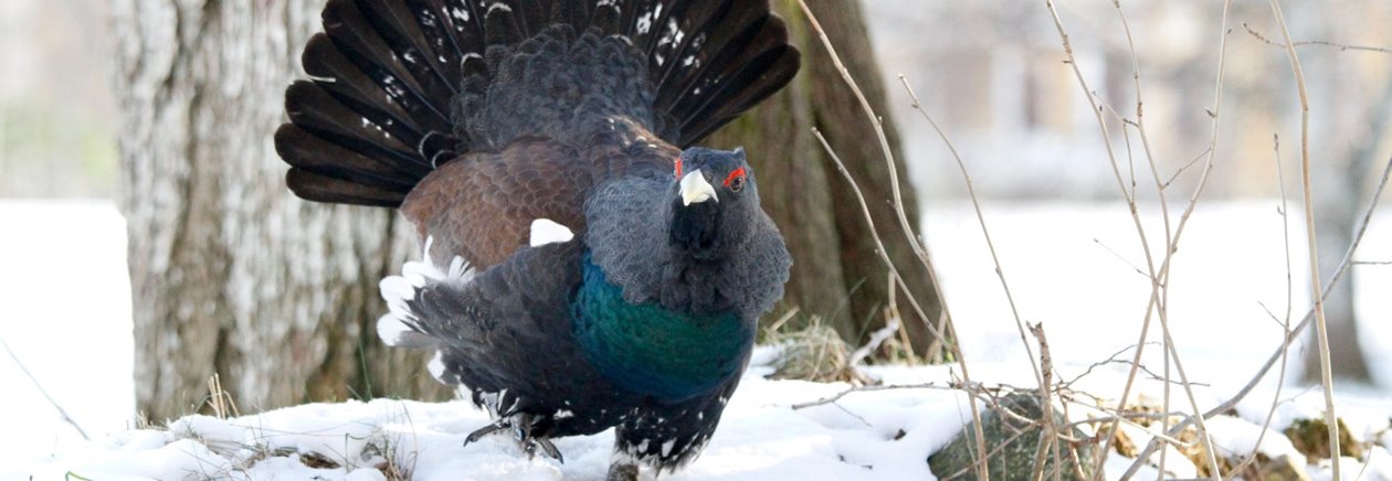 Tjädertupp i naturen intill Södras huvudkontor på Skogsudden i Växjö.