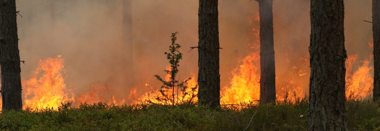 Naturvårdsbränning av skog i Klenemåla