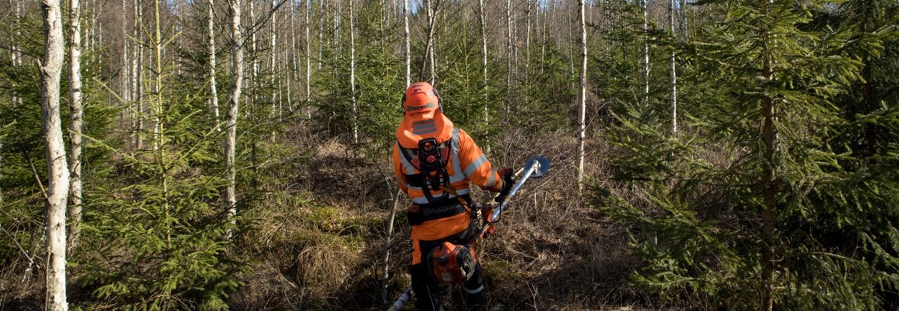 Röjning av skog av Södra-medlemmen Karl-Eric Johansson och dottern Ellen Johansson.  Gran avveckling lövskärm.