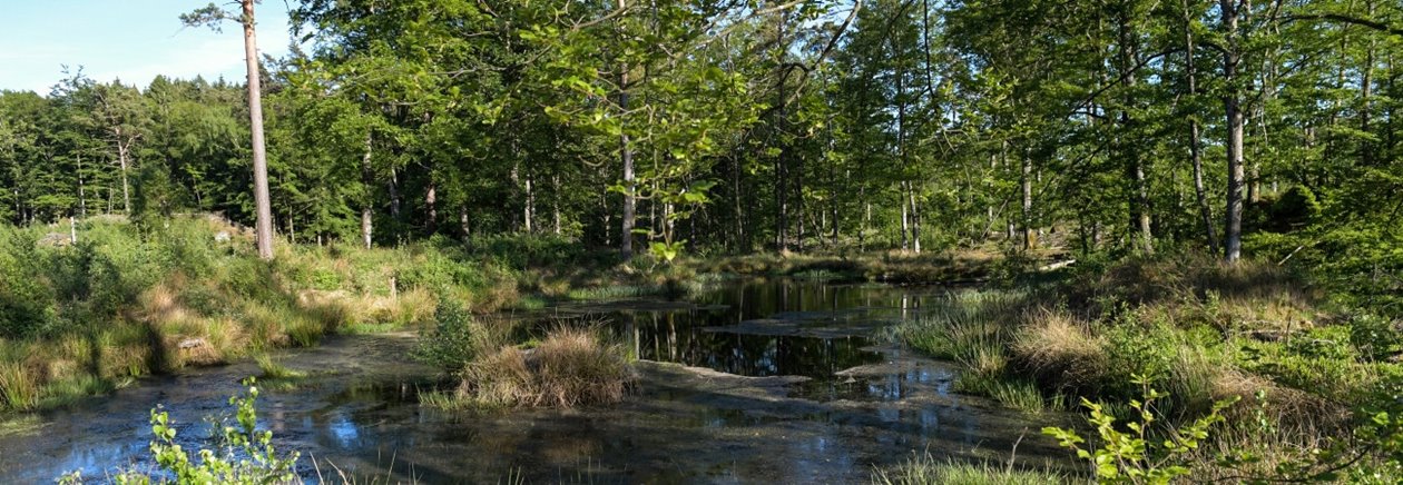 Naturbilder skog