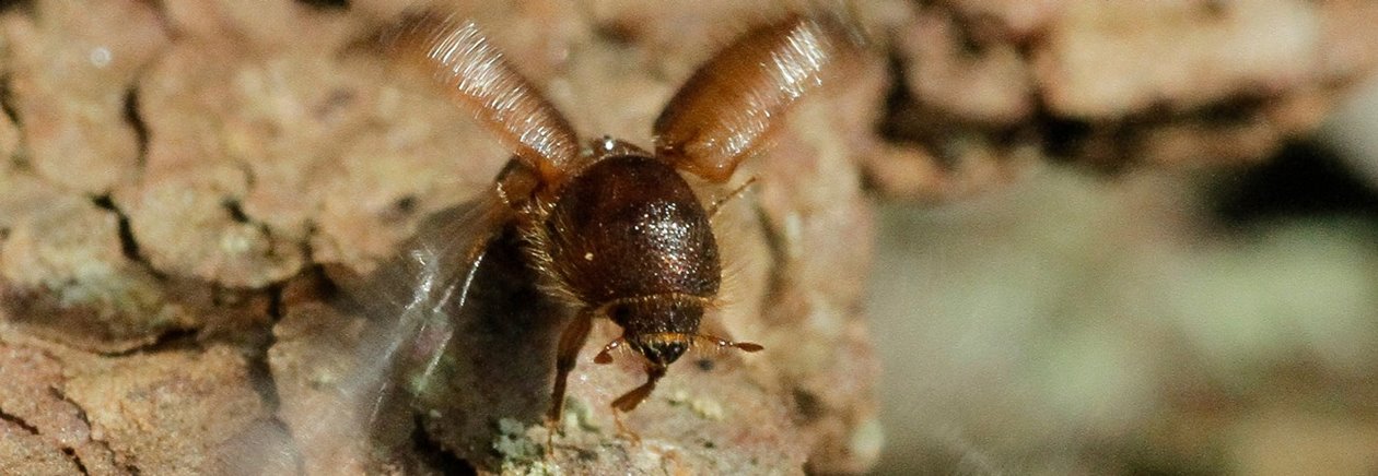 Granbarkborre som börjat flyga iväg och slår med vingarna.
