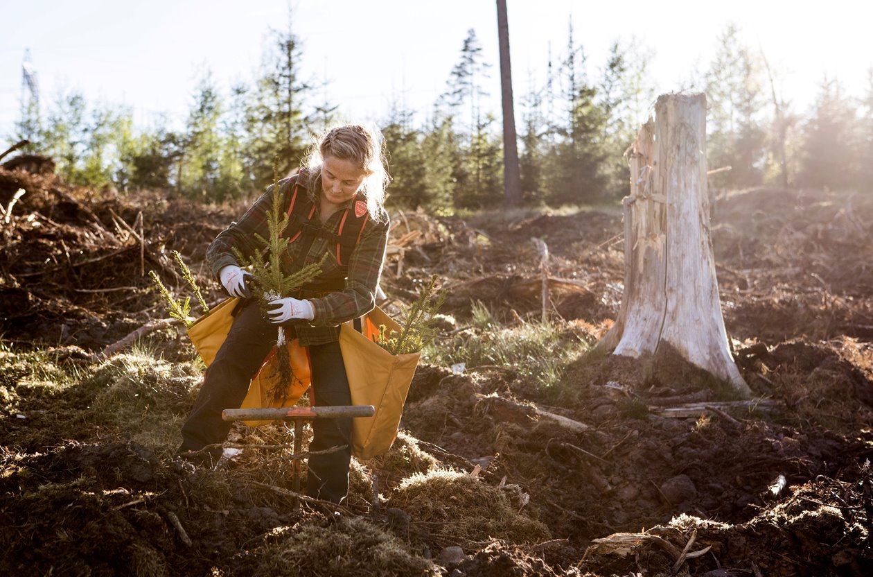 Plantering av Södras plantor Medlem planterar PPE PluggPlusEtt vax