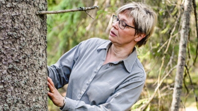 Granbarkborre som börjat flyga iväg och slår med vingarna.
