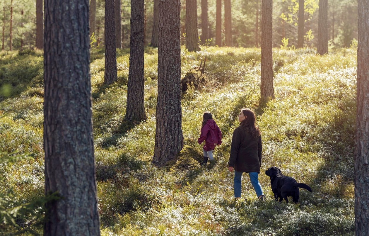 Barn mamma och hund är ute och går i skogen