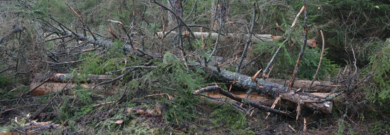 Lämnad död ved vid högstubbe. 

Hänsyn till död ved vid granbarkborreavverkning.


