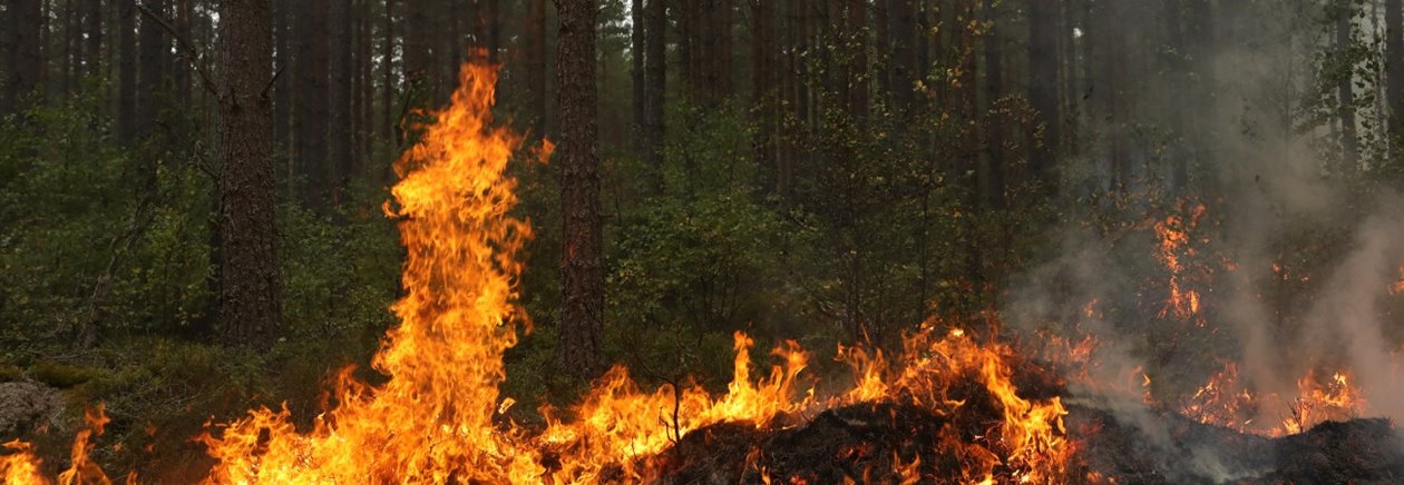 naturvårdsbränning i Klenemåla