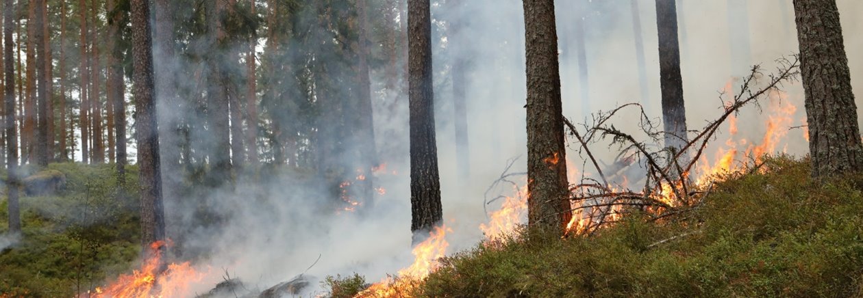 naturvårdsbränning i Klenemåla