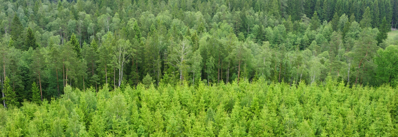 Skog vid Ätran.