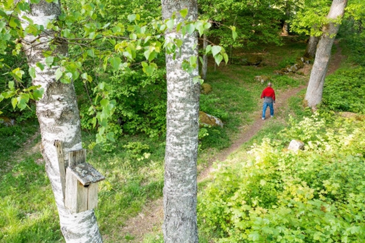 Den hälsosamma skogen Södrakontakt nr 2 2023 - Forskningen visar att naturen är bra för hälsan