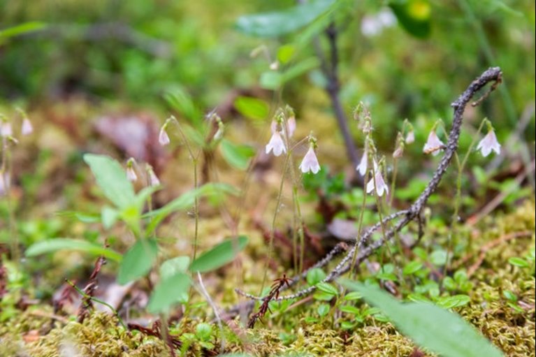 Linnea, linnea borealis