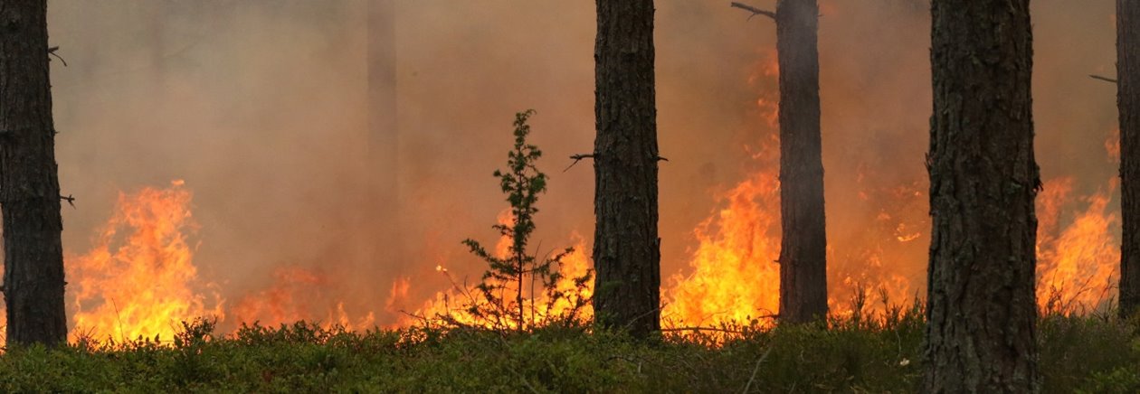 Naturvårdsbränning av skog i Klenemåla