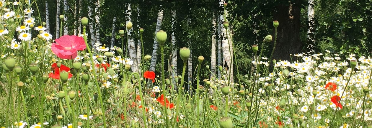 Lövskog med björkar och al tillsammans med sommarblommor Vallmo och Blåklint.