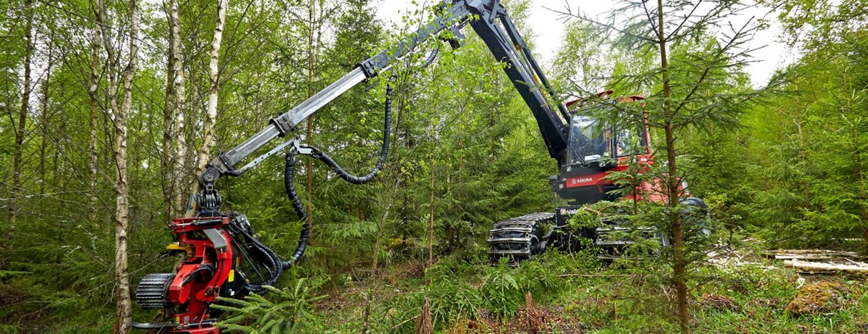 Serie140506- Björkgallring; flerträdshantering Flerträdshantering i skogen. Gallring 