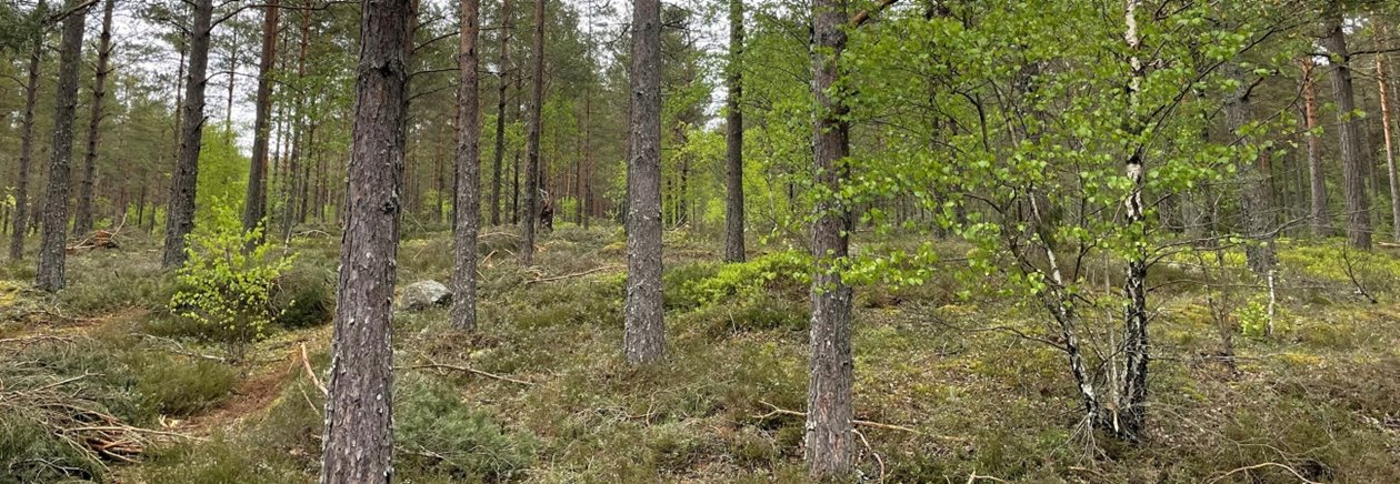 Utförd andra gallring tall.