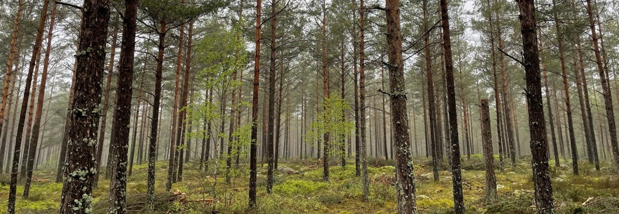 Utförd andra gallring tall.