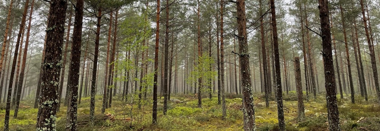 Utförd andra gallring tall.