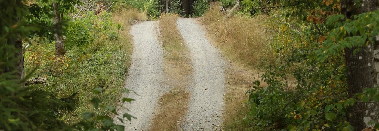 Skogsbilväg i Klenemåla