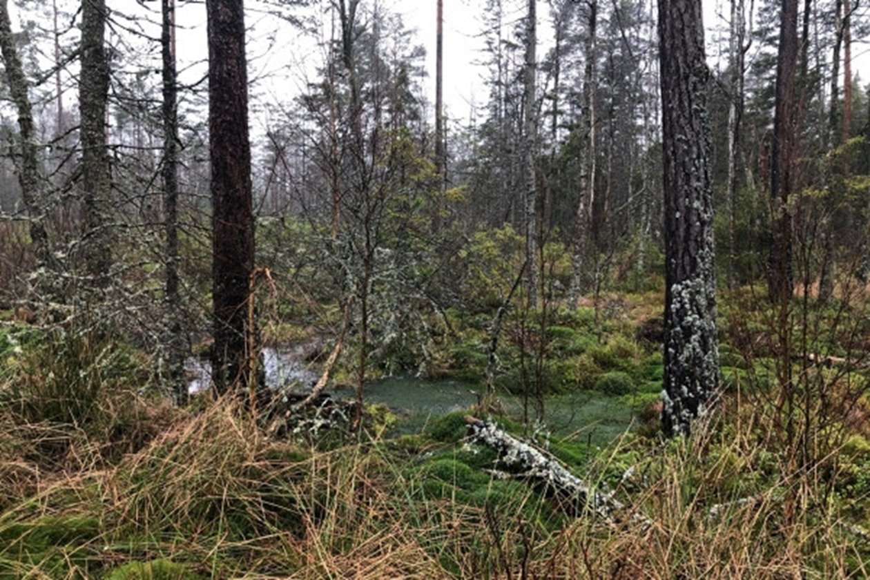 Hänsyn till blöt mark med naturvärden. På ena sidan av vägen ligger en sumpskog som har naturvärden som är beroende av att marken även i fortsättningen är blöt.