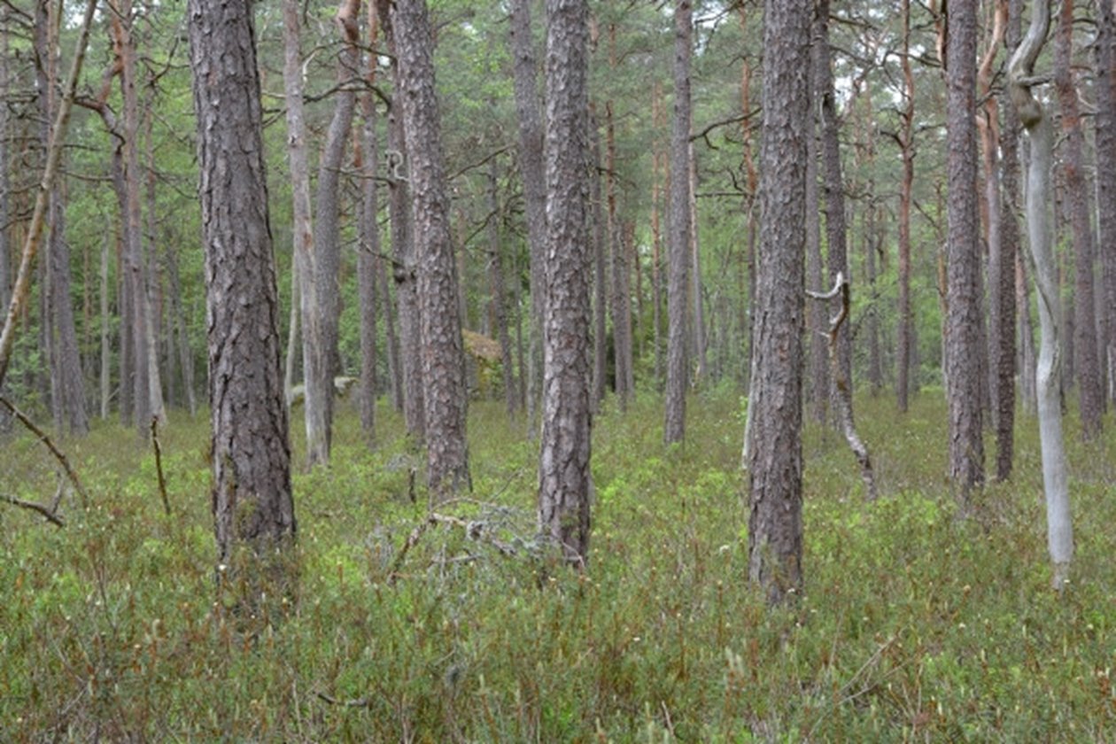 Mark med höga naturvärden. Tallmosse.