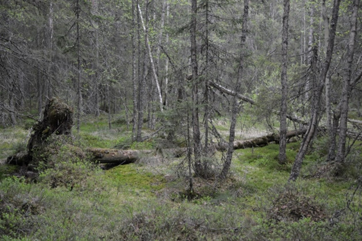 Mark med höga naturvärden. Gransumpskog.