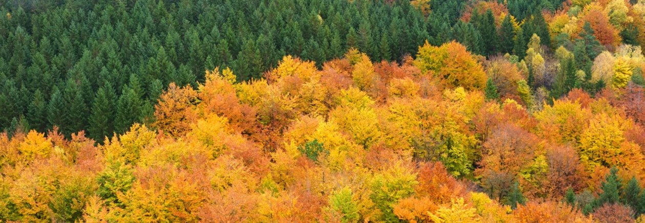 Skog på hösten