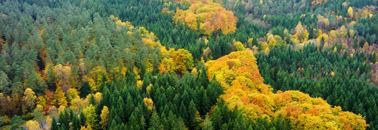 Skog på hösten