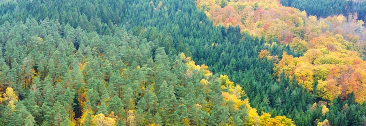 Skog på hösten