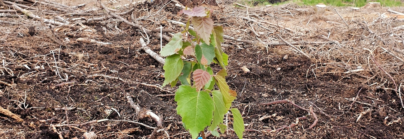 Trees For Me, projektet Plantproduktion och föryngring av björk.