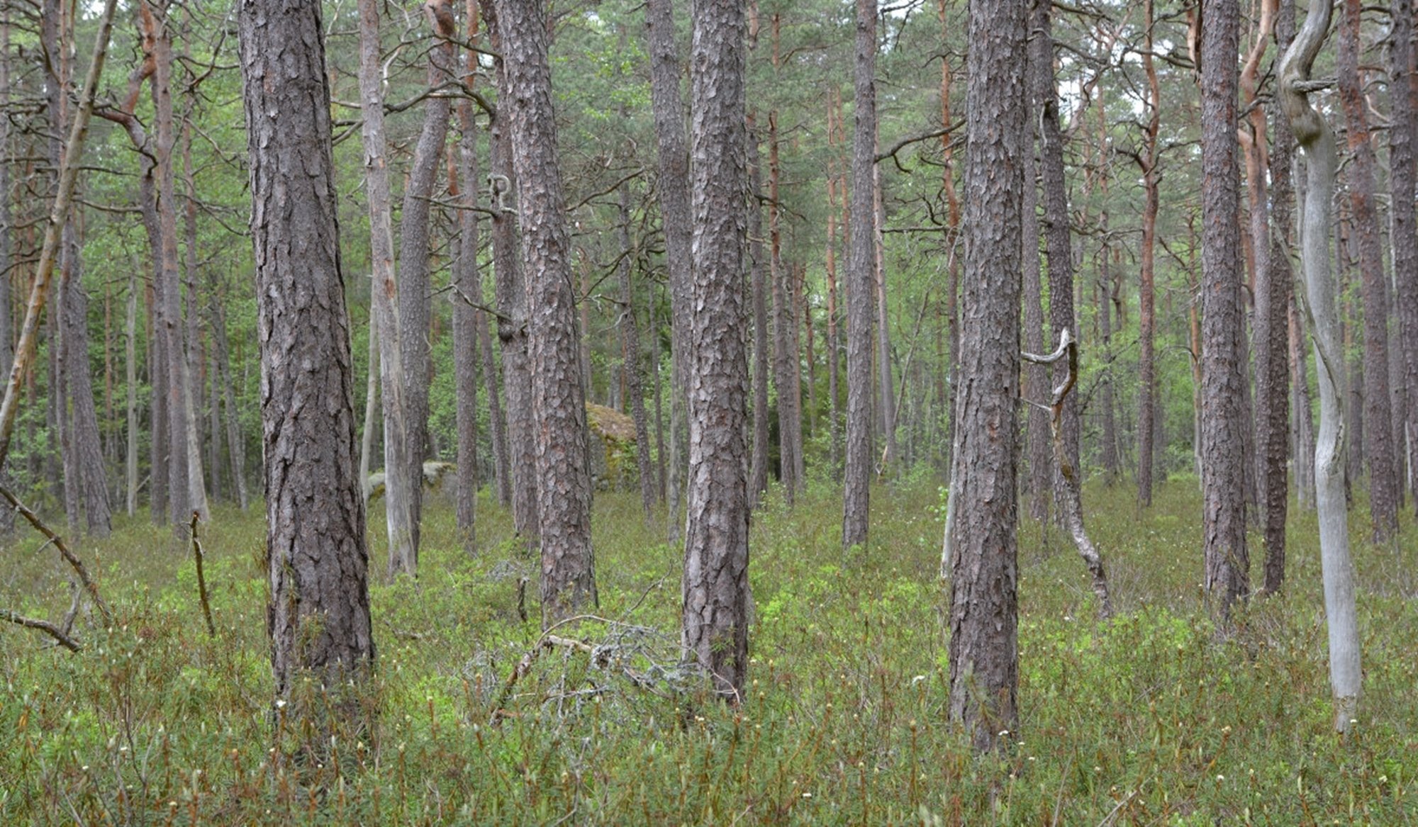 Tallmosse med höga naturvärden.