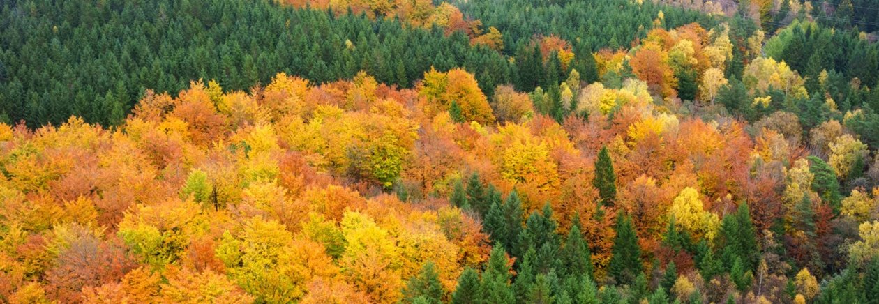 Skog på hösten