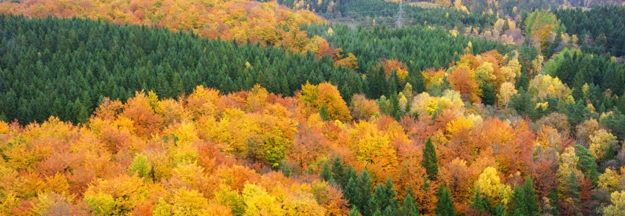 Skog på hösten