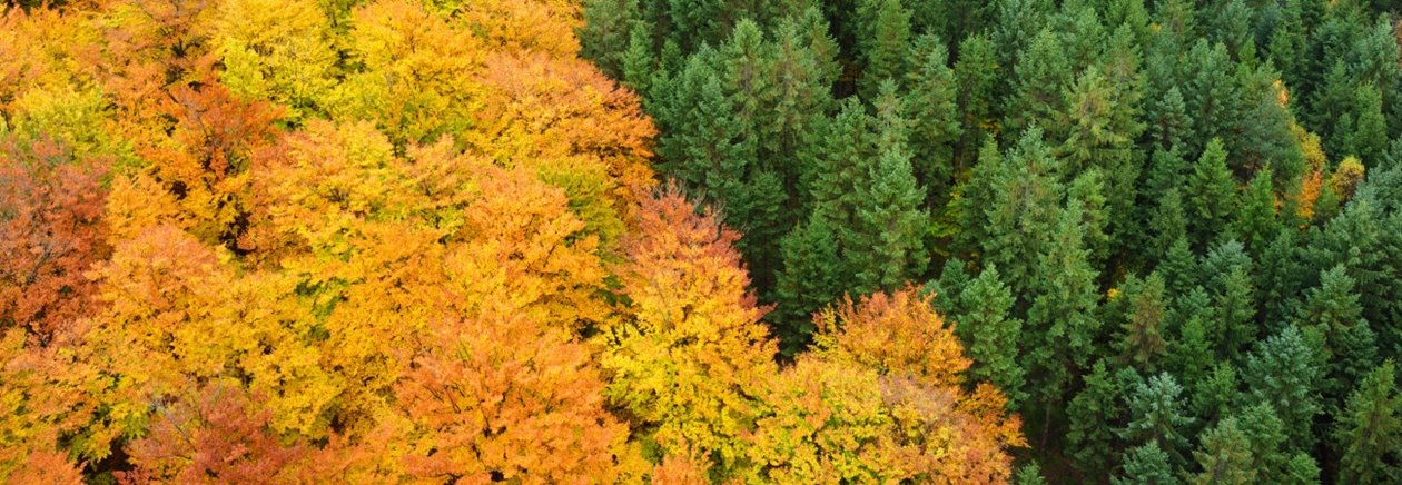 Skog på hösten