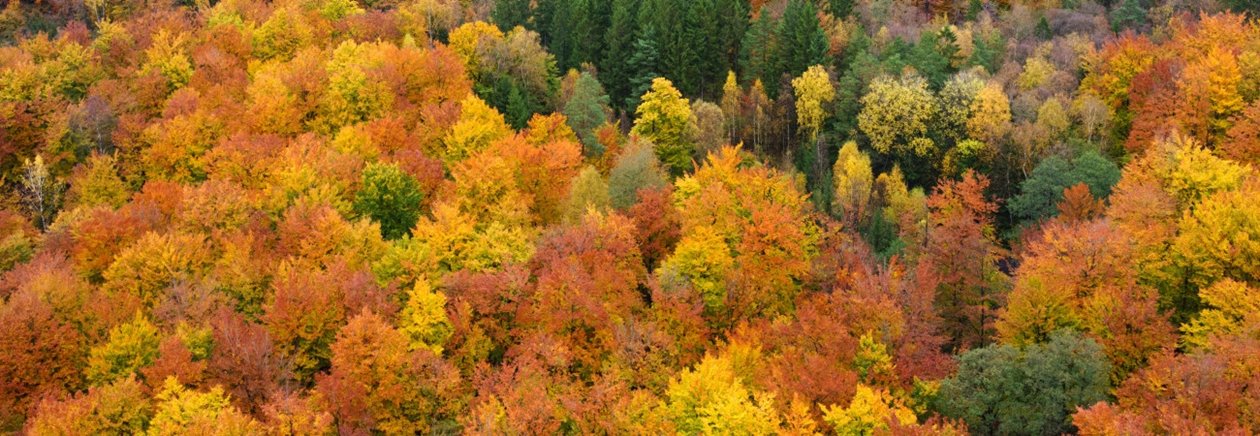 Skog på hösten