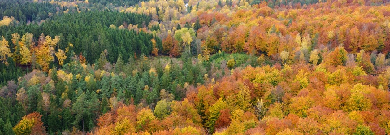 Skog på hösten
Forest during the Autumn