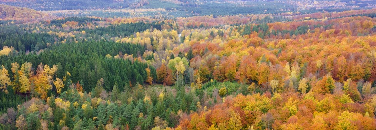 Skog på hösten
Forest during the Autumn