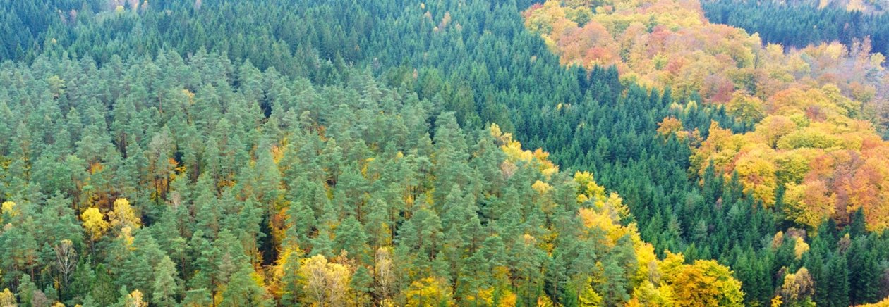 Skog på hösten