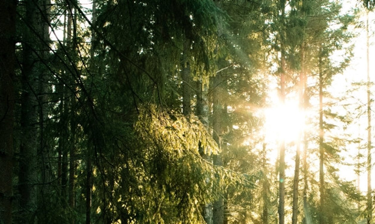 Södraskolan . Grundkurs för skogsägare i skogen utanför Vara. Kursledaren Lars Nilsson i Orangejacka