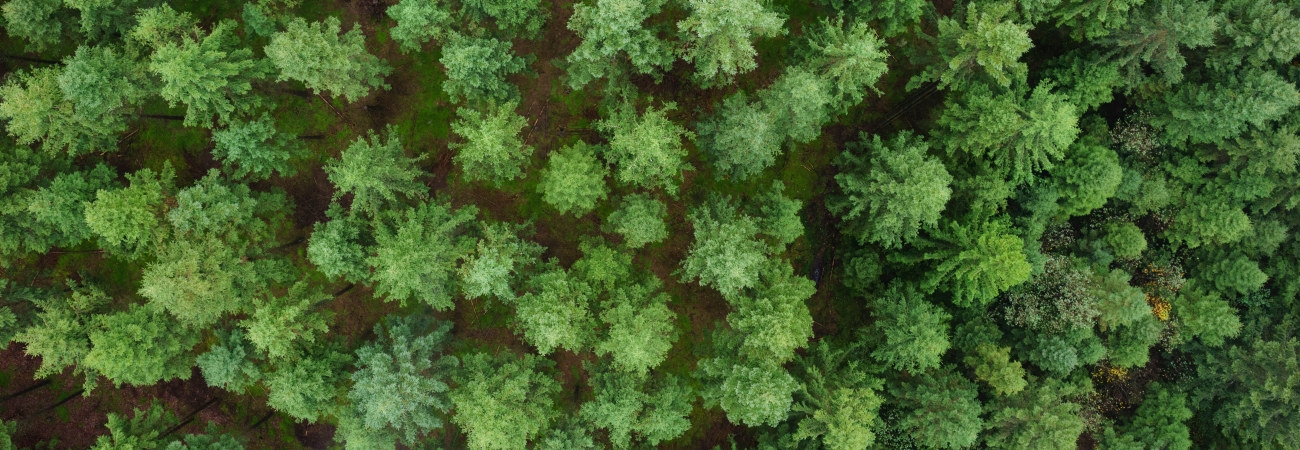 Skog på hösten