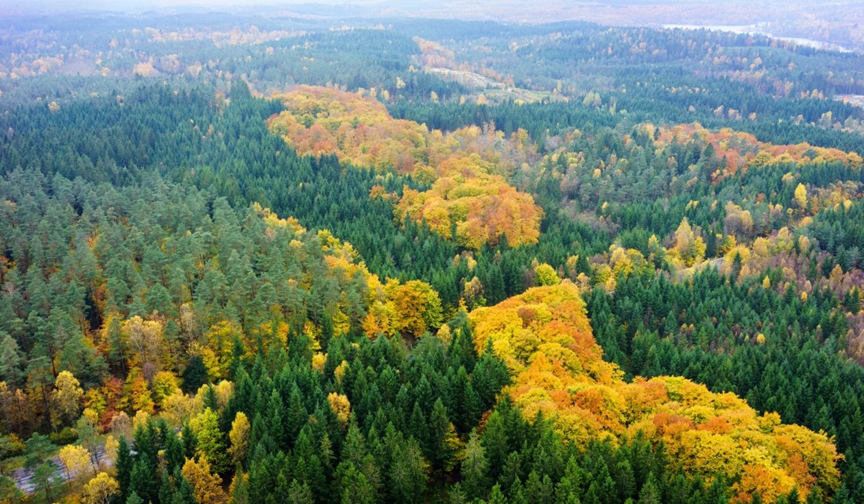 Skog på hösten