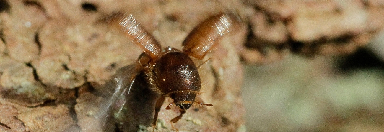 Granbarkborre som börjat flyga iväg och slår med vingarna.
