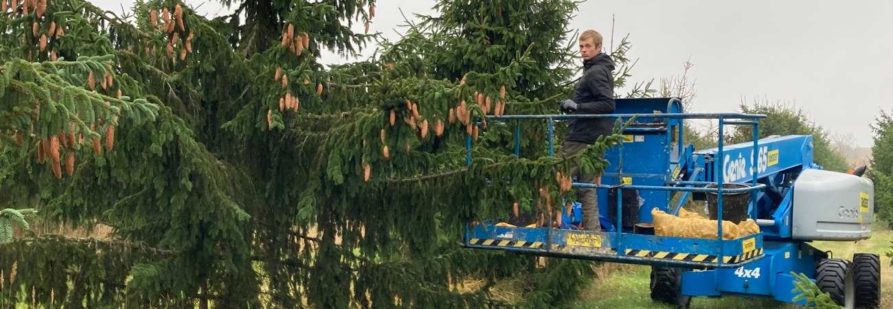 Södras fröodling Söregärde. Kottarna plockas av mänsklig hand under oktober till december.