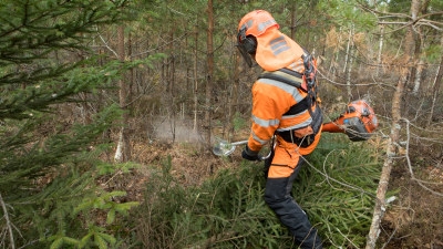 Röjning av skog av Södra-medlemmen Karl-Eric Johansson. Slutröjning i tallungskog