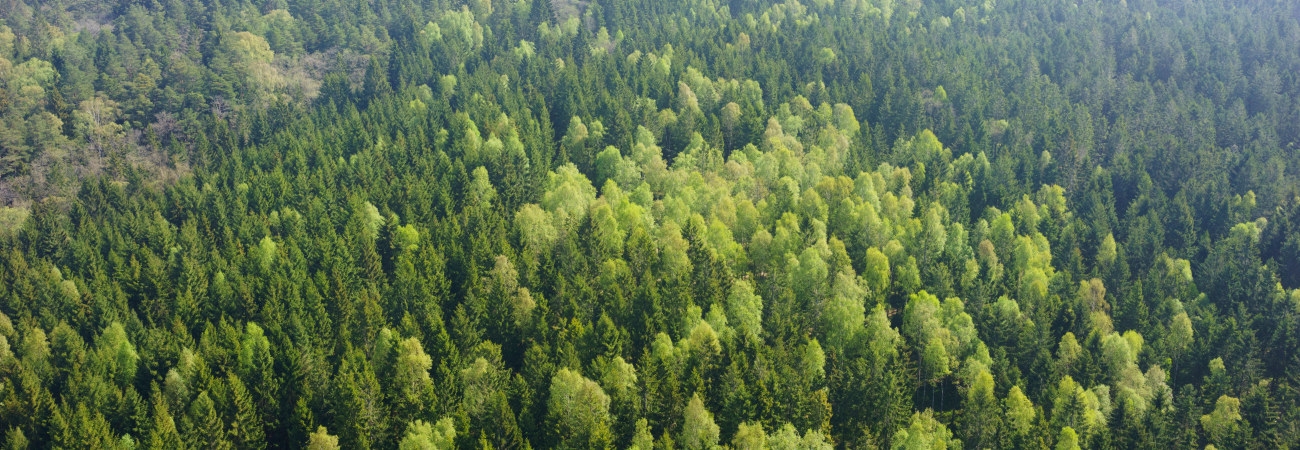 Skog utanför Åled i södra Halland.