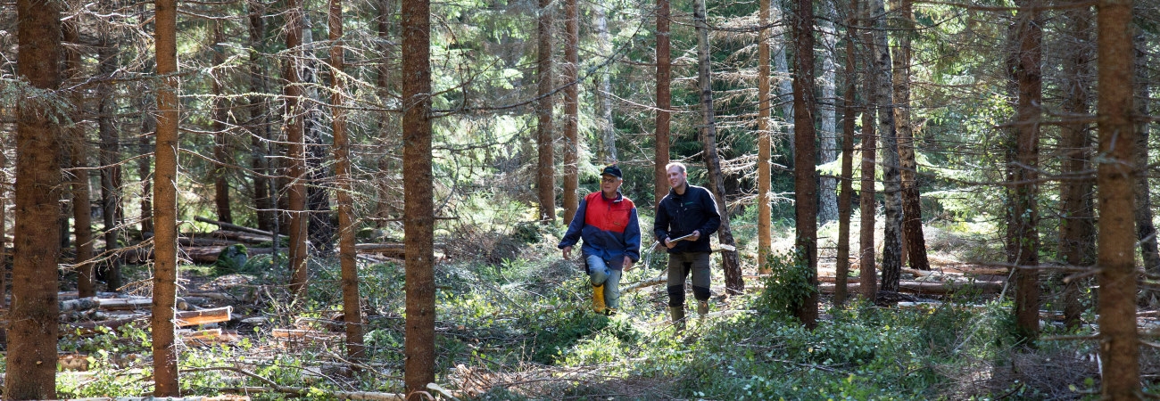 Medlem i skogen tillsammans med Andreas Sätterlönn. Gallring 