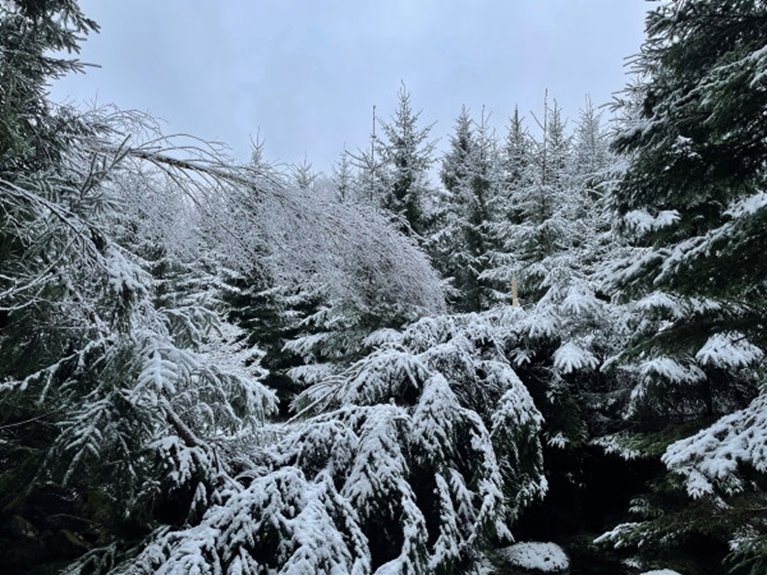 Snöbrott och toppbrott.