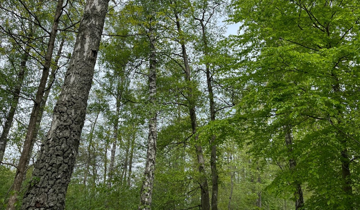 Blandad lövskog med bok, ek, björk, al, asp och sälg fotograferad vid Bergundasjöns strandkant. Starndzon, Orörd, naturvård, naturreservat,