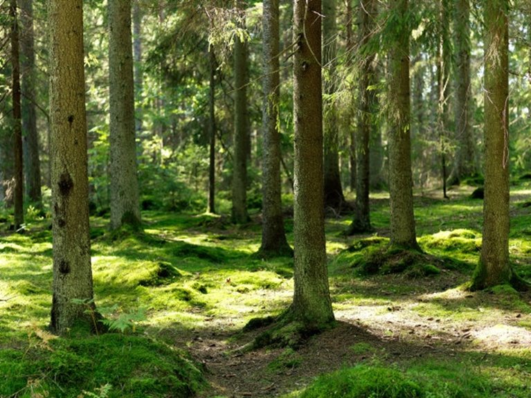 Skog. Gran. Granskog. Södras årsredovisning 2008. Granskog