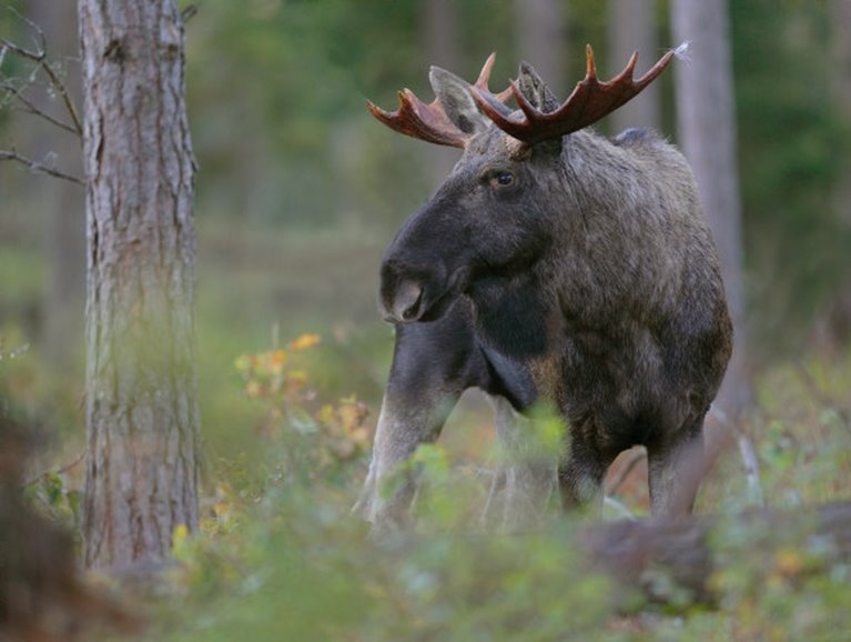 Älgtjur i tallskog